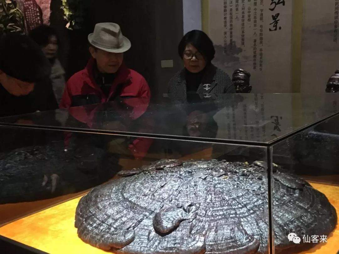 中國靈芝十大品牌|仙客來靈芝|仙客來靈芝破壁孢子粉|仙客來孢子油|仙客來靈芝飲片|仙客來破壁孢子粉|仙客來靈芝中藥飲片|馳名商標(biāo)|c243t.cn|