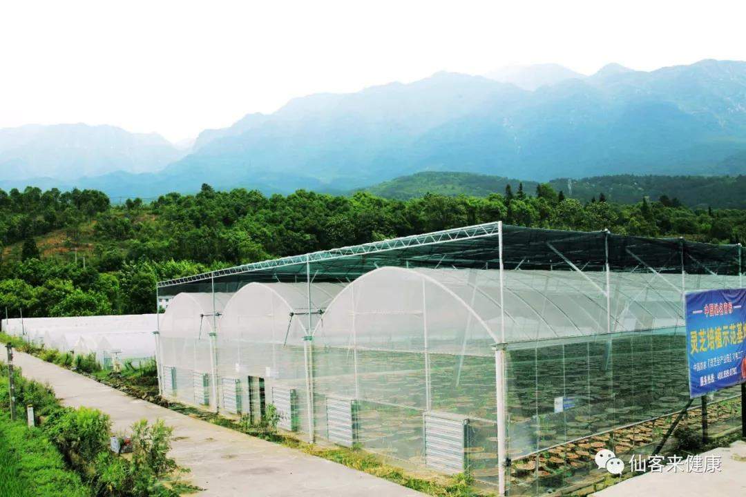 中國靈芝十大品牌|仙客來靈芝|仙客來靈芝破壁孢子粉|仙客來孢子油|仙客來靈芝飲片|仙客來破壁孢子粉|仙客來靈芝中藥飲片|馳名商標|c243t.cn|