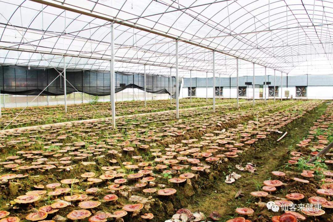 中國靈芝十大品牌|仙客來靈芝|仙客來靈芝破壁孢子粉|仙客來孢子油|仙客來靈芝飲片|仙客來破壁孢子粉|仙客來靈芝中藥飲片|馳名商標|c243t.cn|