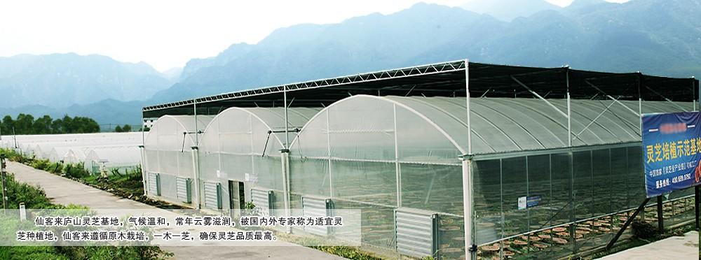 中國靈芝十大品牌|仙客來靈芝|仙客來靈芝破壁孢子粉|仙客來孢子油|仙客來靈芝飲片|仙客來破壁孢子粉|仙客來靈芝中藥飲片|馳名商標(biāo)|c243t.cn|