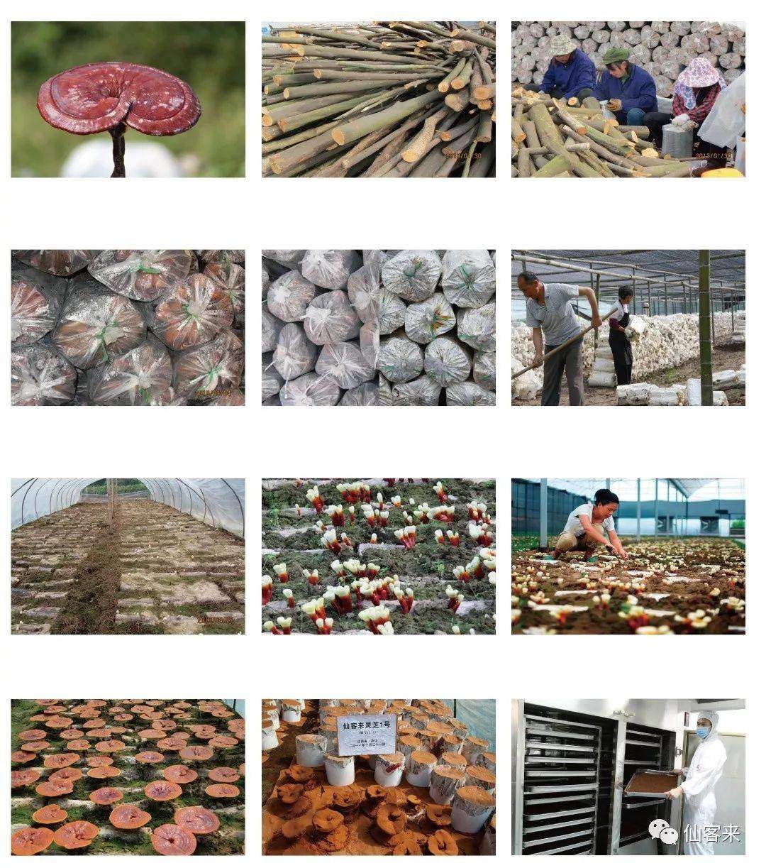 中國靈芝十大品牌|仙客來靈芝|仙客來靈芝破壁孢子粉|仙客來孢子油|仙客來靈芝飲片|仙客來破壁孢子粉|仙客來靈芝中藥飲片|馳名商標(biāo)|c243t.cn|