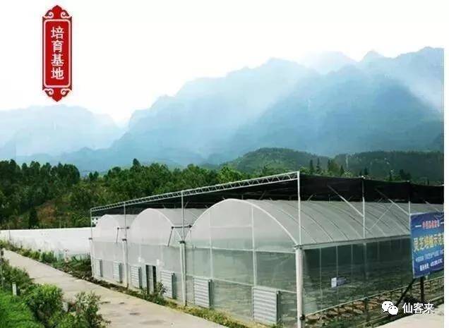 中國靈芝十大品牌|仙客來靈芝|仙客來靈芝破壁孢子粉|仙客來孢子油|仙客來靈芝飲片|仙客來破壁孢子粉|仙客來靈芝中藥飲片|馳名商標(biāo)|c243t.cn|